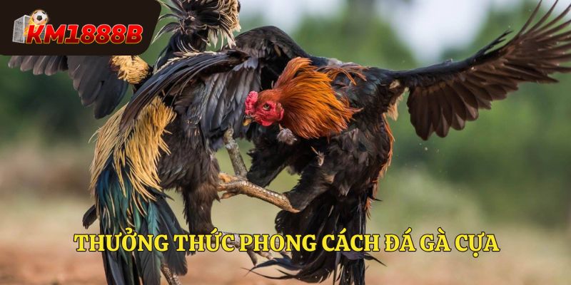 Thưởng thức phong cách đá gà cựa hiện đại